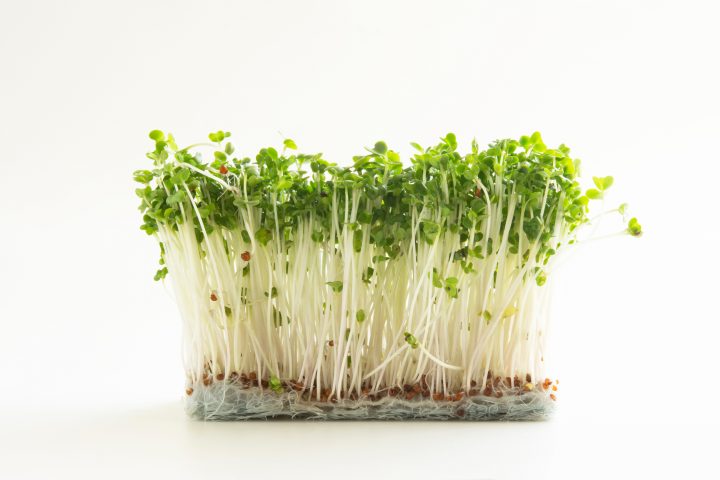 ブロッコリーの芽